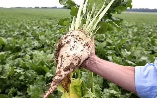 Sugar beet