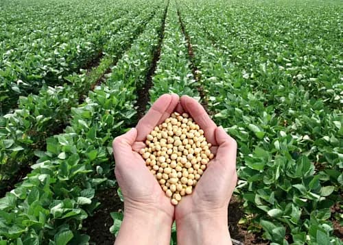 Soybeans