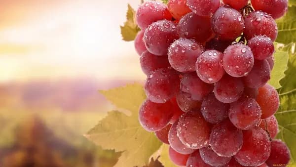 Production of high-quality raw materials for winemaking using phytomodulators